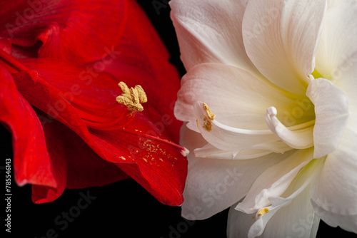 metaphor of love passion sex erotic couple, two amaryllis flowers touching each other