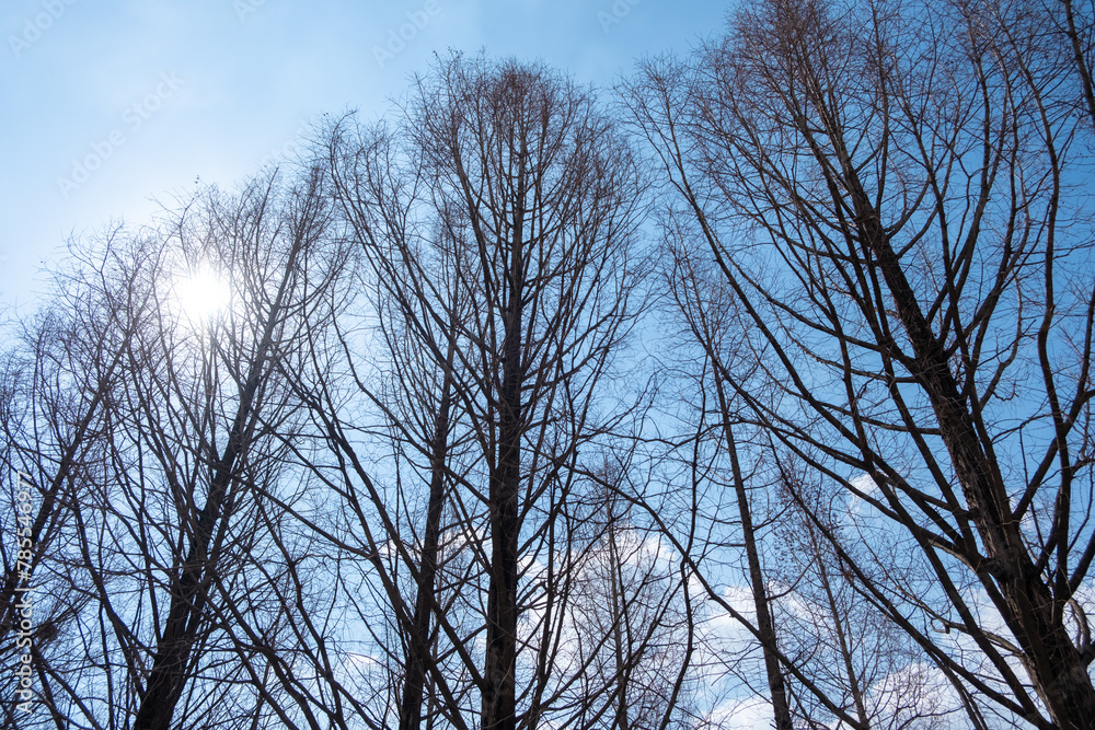 Fototapeta premium Tree Branch against blue sky in winter at Seoul Forest, South Korea