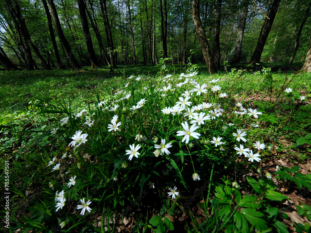 Gwiazdnica wielkokwiatowa (Stellaria holostea) jest rosliną która masowo kwitnie w lasach grądowych od wczesnej wiosny