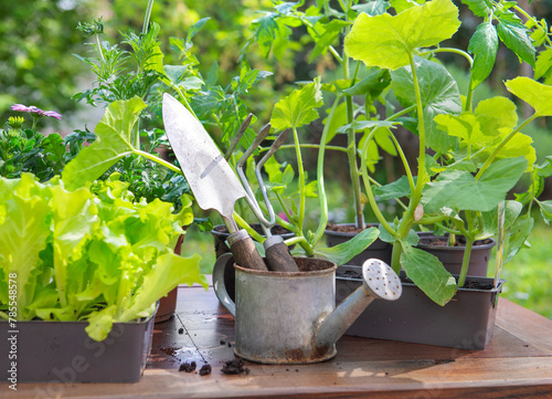 gardening tools with lettuce ready to plant  and vegetable seedlings in pot o...