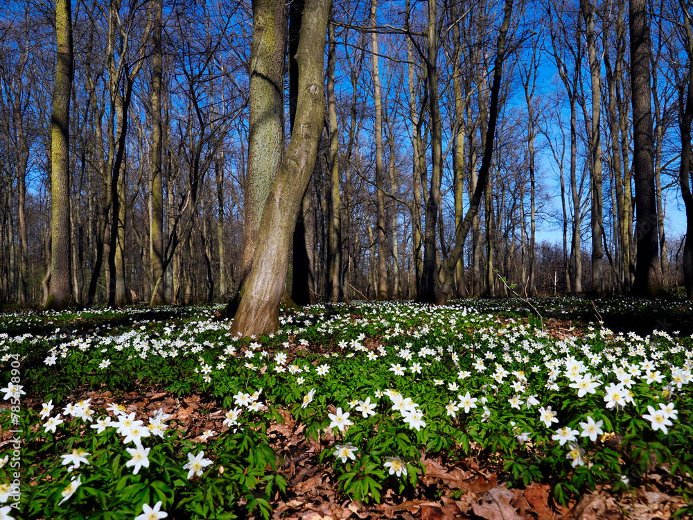 Zawilec gajowy (Anemone nemorosa L.) – gatunek byliny która masowo zakwita na przedwiośniu jest ozdobą puszcz i lasów