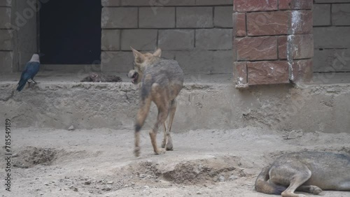  Arabian wolf (Canis lupus arabs) a very rare Arbian Wolf is the smallest of the known wolves. High Quality 4K Footage photo