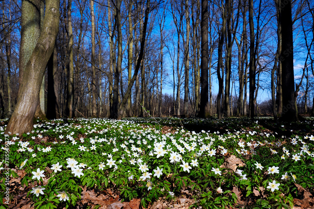 Zawilec gajowy (Anemone nemorosa L.) – gatunek byliny która masowo zakwita na przedwiośniu jest ozdobą puszcz i lasów