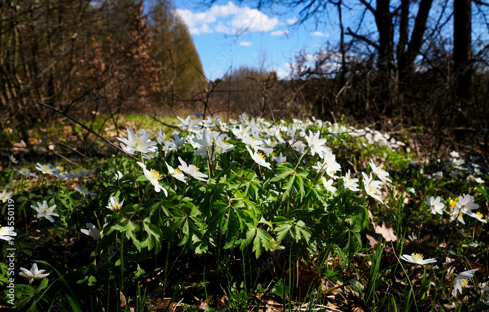 Zawilec gajowy (Anemone nemorosa L.) – gatunek byliny która masowo zakwita na przedwiośniu jest ozdobą puszcz i lasów