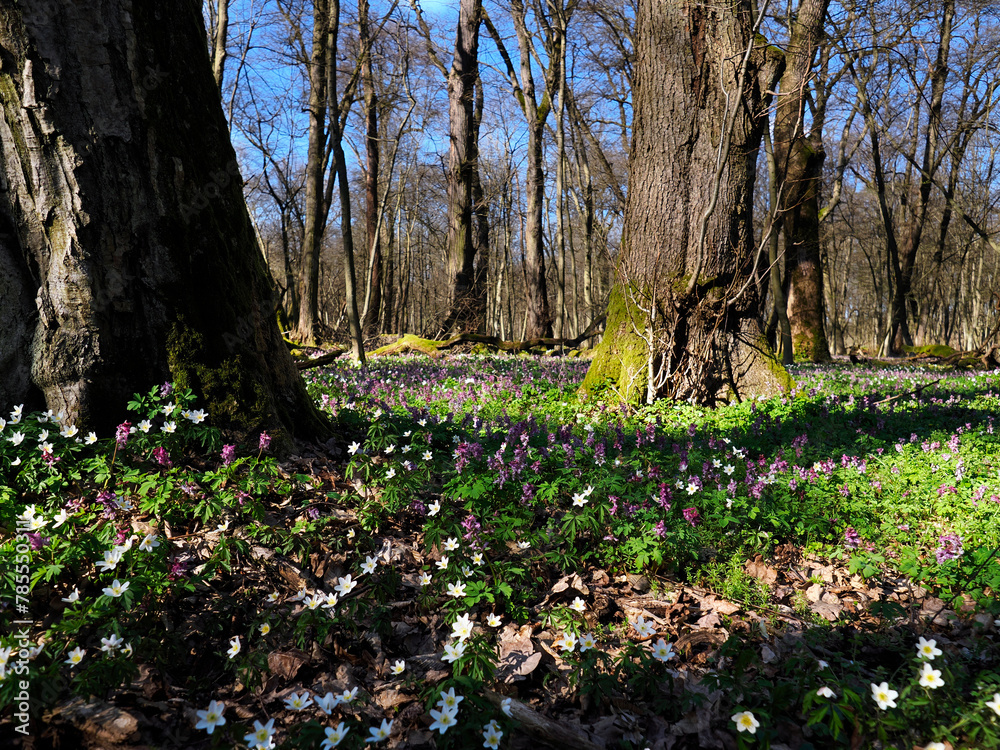 Zawilec gajowy (Anemone nemorosa L.) – gatunek byliny która masowo zakwita na przedwiośniu jest ozdobą puszcz i lasów