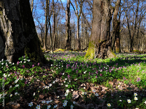 Obraz na płótnie Zawilec gajowy (Anemone nemorosa L.) – gatunek byliny która masowo zakwita na przedwiośniu jest ozdobą puszcz i lasów w salonie