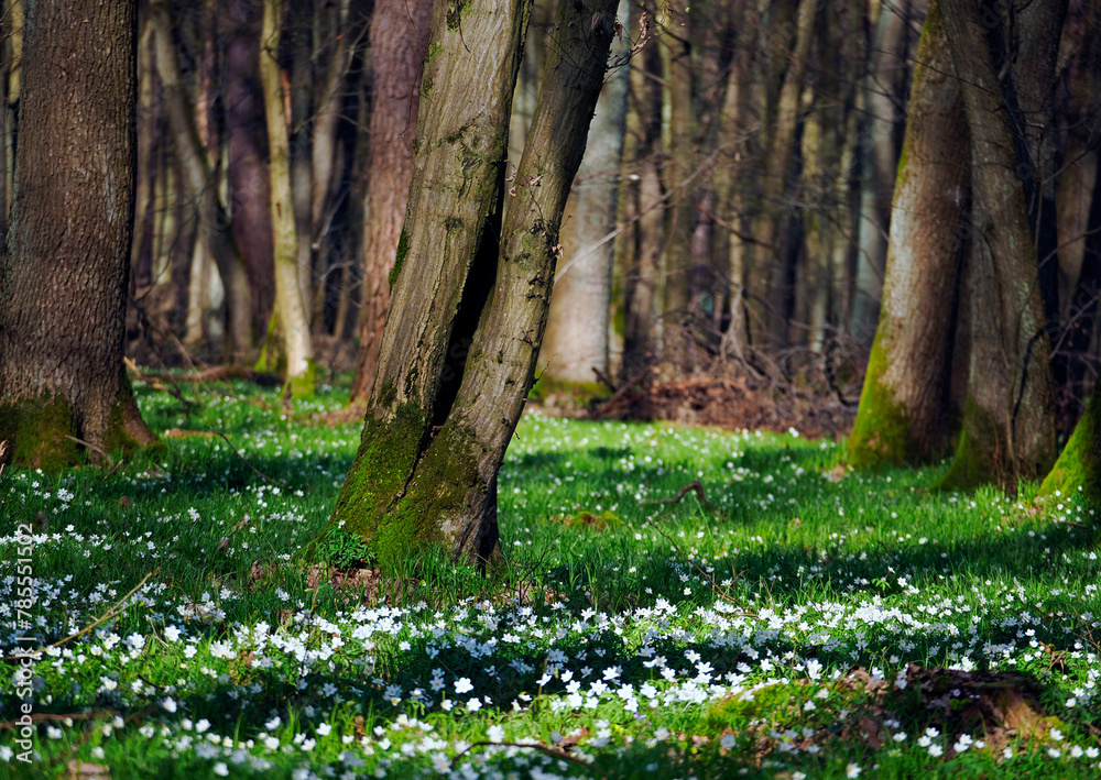 Zawilec gajowy (Anemone nemorosa L.) – gatunek byliny która masowo zakwita na przedwiośniu jest ozdobą puszcz i lasów