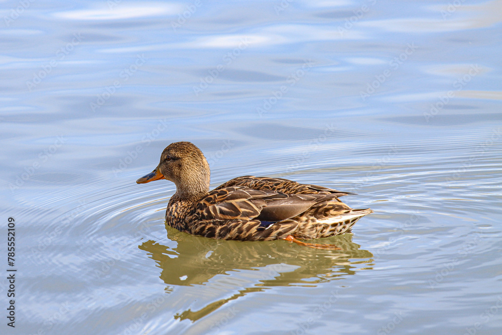 duck in water