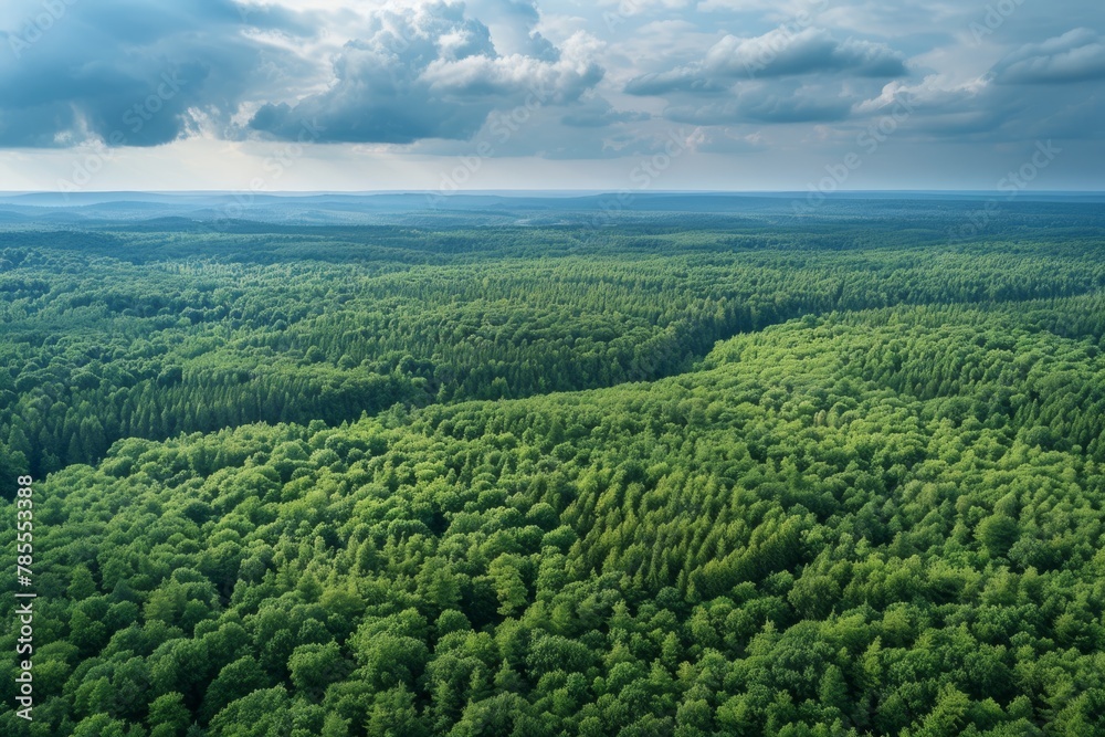 Aerial View of Dense Green Pine Forest