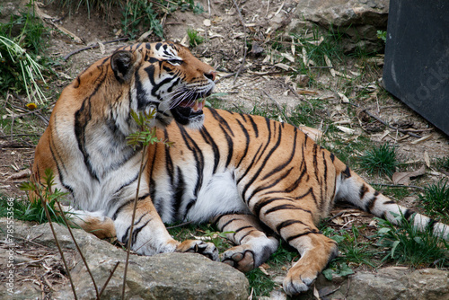 tiger in the zoo