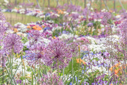 Bed of colorful spring flowers in a landscape park, focus on the big blossom of Persian onion (allium cristophii)