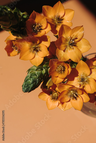 Star flower stem with sunlight shadows on peachy orange background