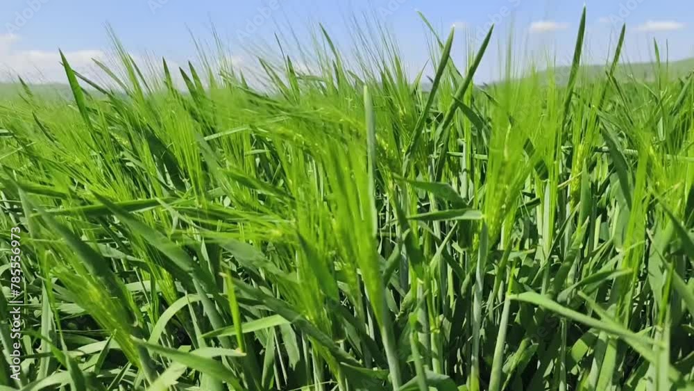 Wheat growing in agricultural field in spring Wheat growing in agricultural field in spring
