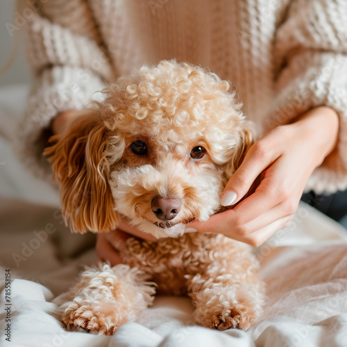 Concept of Toy Poodle dog care by the woman close-up, pet care concept, realistic illustration, generative ai