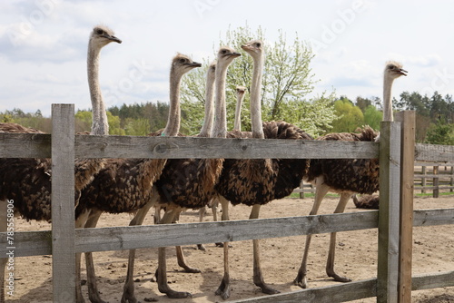 Young ostriches flocked together in an enclosure at an ostrich farm photo