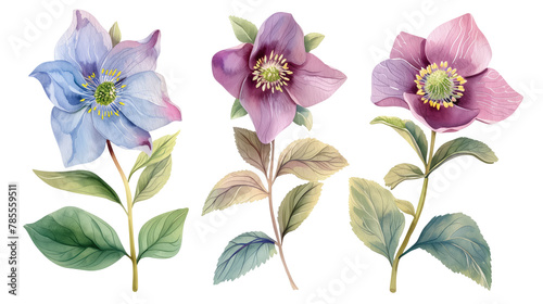 Collection of hellebore flowers watercolor cutout png isolated on white or transparent background 