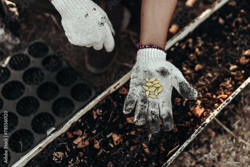 Gardeners hold pumpkin seeds in their hands before planting them in the ground.