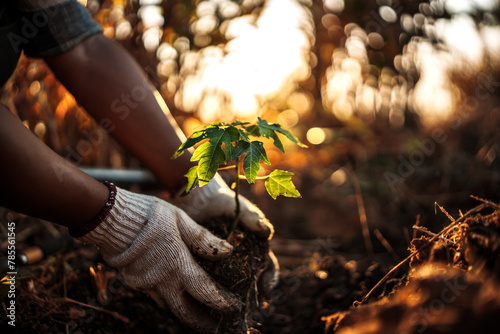 A farmer is planting a papaya tree in the ground. photo