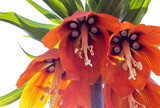 Fritillaria imperialis, close-up, nectaries. Bright spring flower of an exotic kind, bottom view.