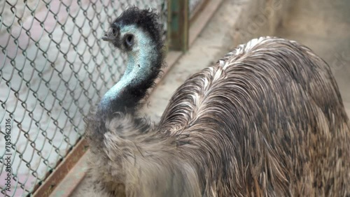Lone emu (Dromaius novaehollandiae) at animals farm. Lone emu (Dromaius novaehollandiae) walking. 4K Footage photo