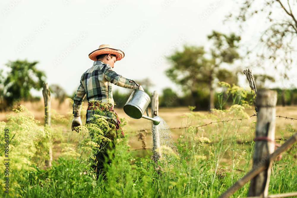 A vegetable gardener is using a watering can to water vegetables growing in the garden in the evening.