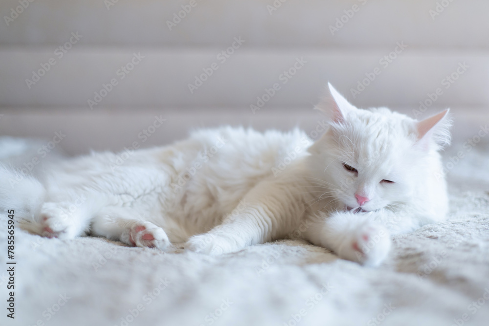 Fluffy white cat lies on a soft bed. Portrait of breed Turkish Angora cat. Close up photo.