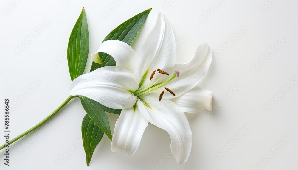 Fototapeta premium Funeral lily on white backdrop with spacious area for accommodating text placement