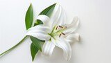 Funeral lily on white backdrop with spacious area for accommodating text placement