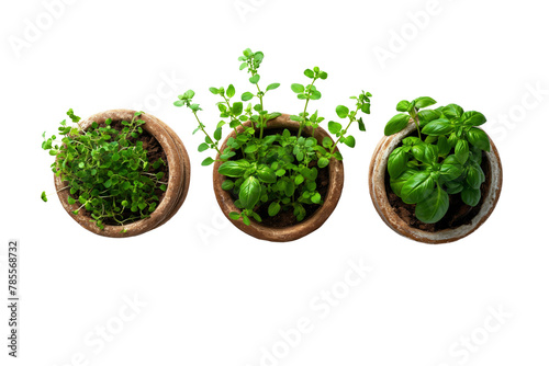Herb Garden in Terracotta Pots Isolated on White