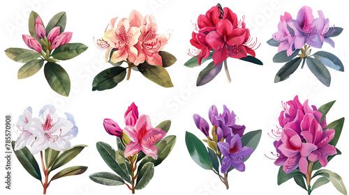 Collection of rhododendron flowers watercolor cutout png isolated on white or transparent background 