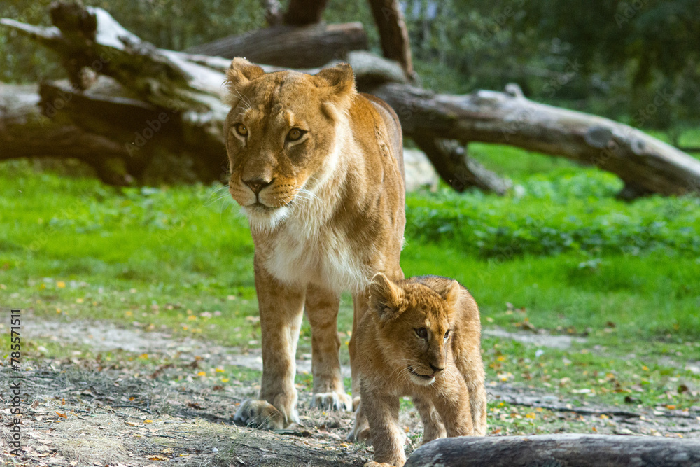 La lionne et son lionceau