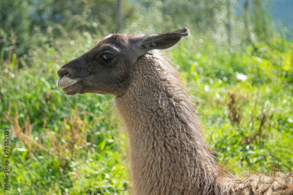 Portrait of a llama among the greenery.
Portrait of a llama among the greenery.