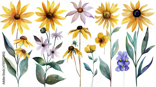 Collection of black eyed susan flowers watercolor cutout png isolated on white or transparent background
 photo