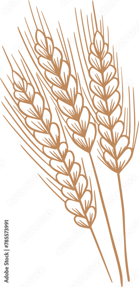 Fototapeta premium Wheat spikelets