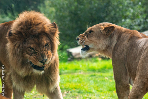 Papa Lion et Maman Lion