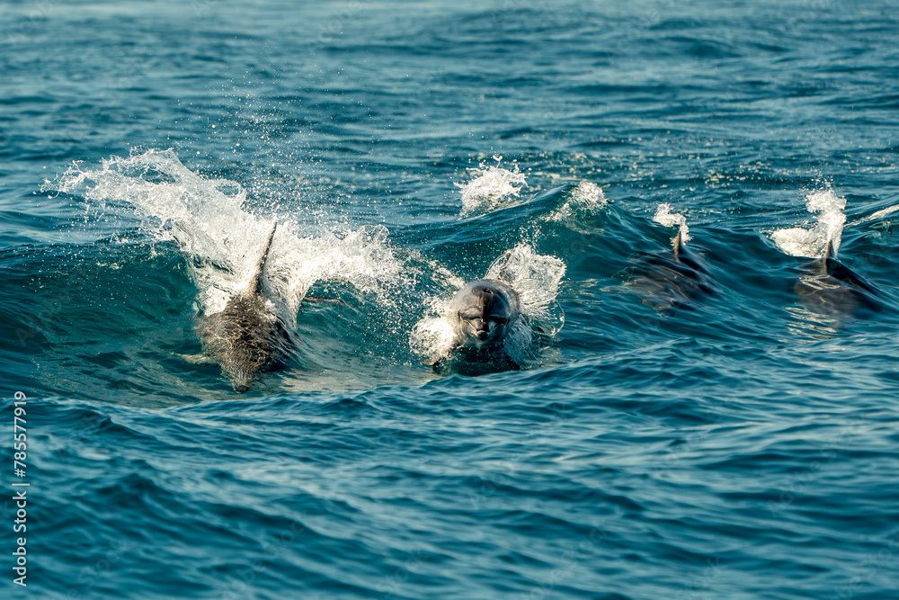 Obraz premium pod of bottlenose dolphins jumping in sea waves of ligurian mediterranean sea