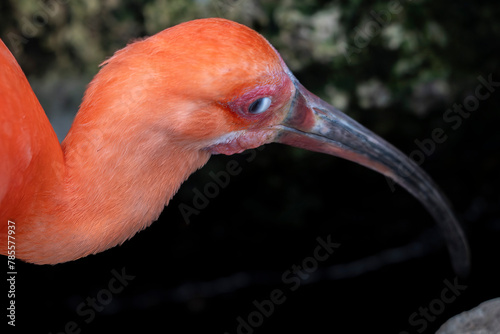 nictitating membrane of red ibis bird photo