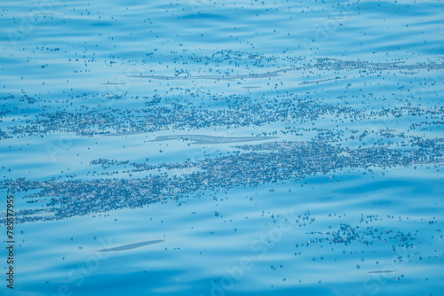 blue sail velella velella hydrozoa jellyfish floating on sea surface in mediterranean blue sea