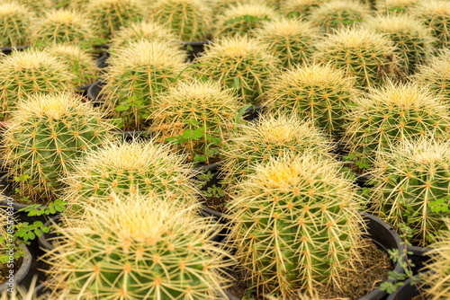 Cactus Fruit