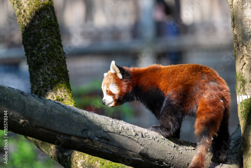 RED PANDA (AILURUS FULGENS) photo