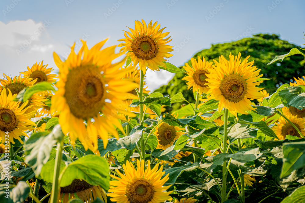 Obraz premium Sunflower Flower
