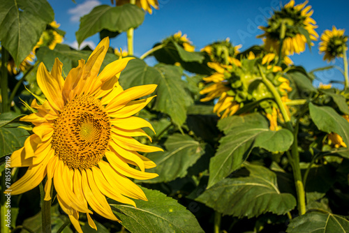 Sunflower Flower