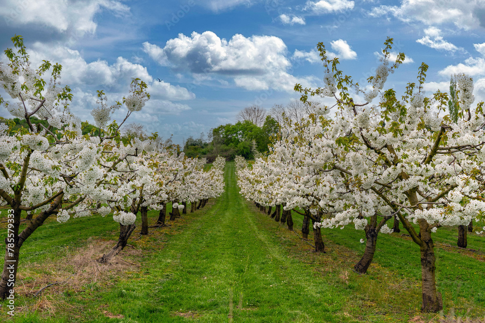 Kirschblüte in Witzenhausen (Werra-Meißner-Kreis) Kirschblüte in Witzenhausen (Werra-Meißner-Kreis)
