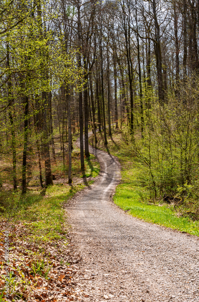 A winding dirt path cuts through the lush deciduous forest A winding dirt path cuts through the lush deciduous forest