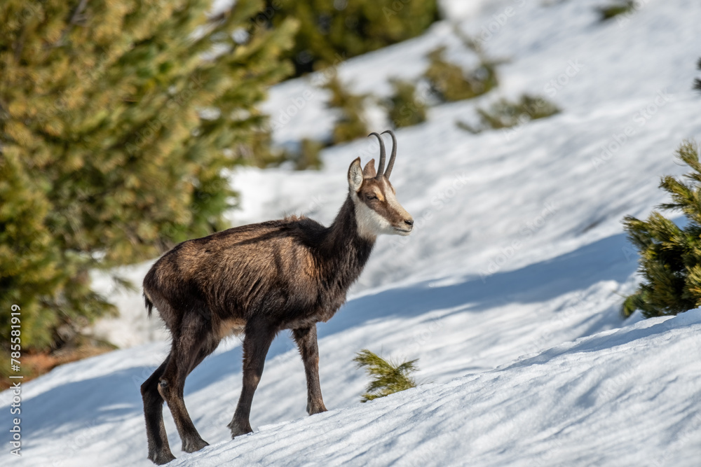 Alpine chamois (Rupicapra rupicapra) walking on frozen snow in typical alpine habitat, Warm morning light, horizontal, March. Italy.