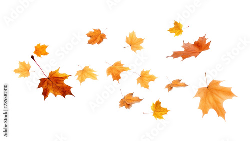 Falling maple leaf png  transparent background