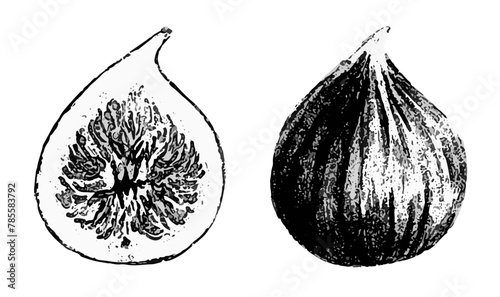 Whole and half fig fruit.Vector illustration.Botanical drawing of the product. Berry sketch in graphic style. Vegan organic ecological food. Black and white art for packaging, menu