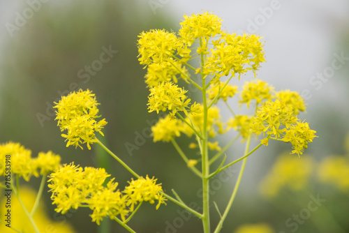 Teilansicht eines Blütenstandes des Färber-Waids 