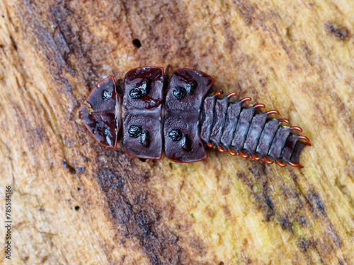Trilobite beetle - Platerodrilus ruficollis in Taman Negara National Park, Malaysia