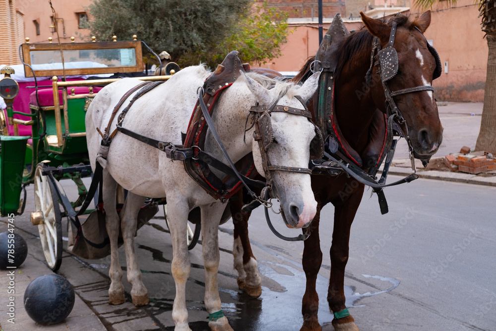 Tourists and locals ride in horse-drawn carriages through vibrant streets Marrakech, authentic and lively city life African kingdom Morocco, Authentic experience